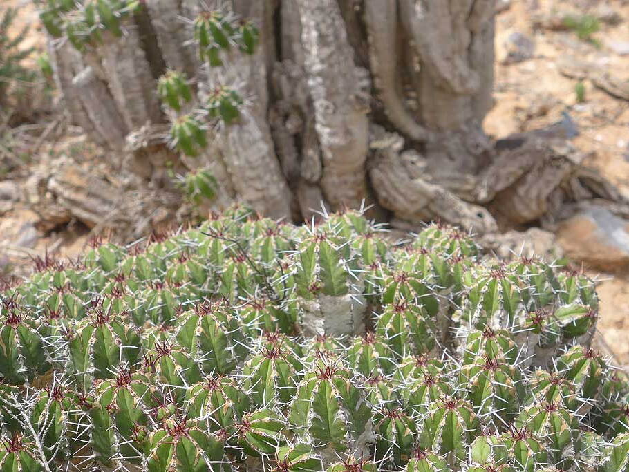 005_Tour nach Sidi Ifni