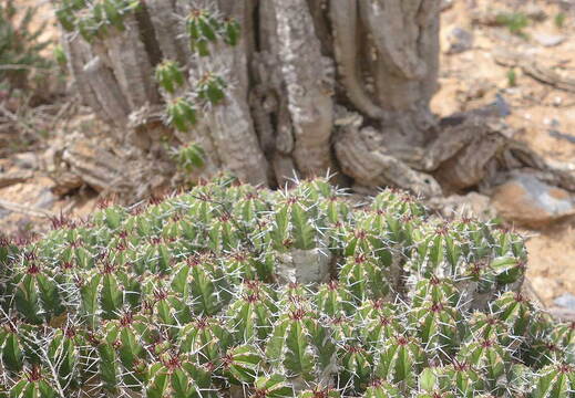 005_Tour nach Sidi Ifni