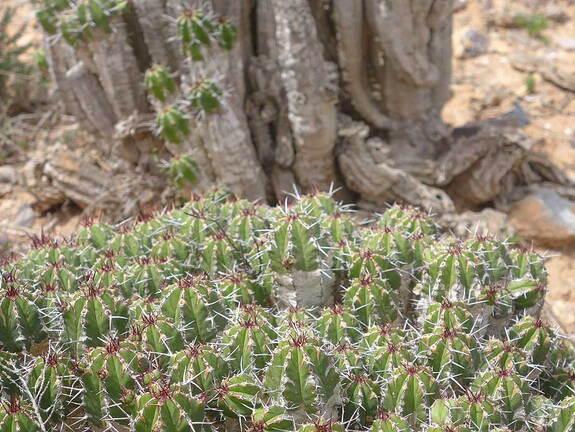 005_Tour nach Sidi Ifni