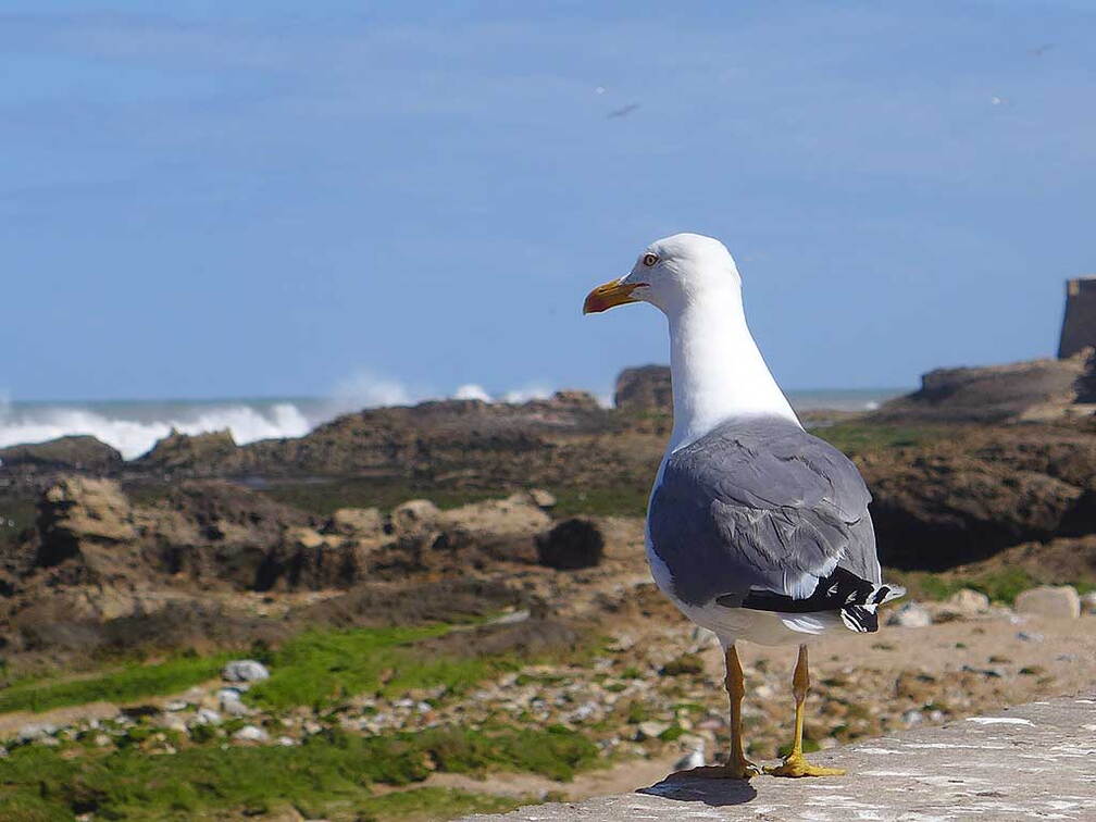 005_Tour nach Sidi Ifni