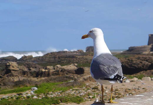 005_Tour nach Sidi Ifni