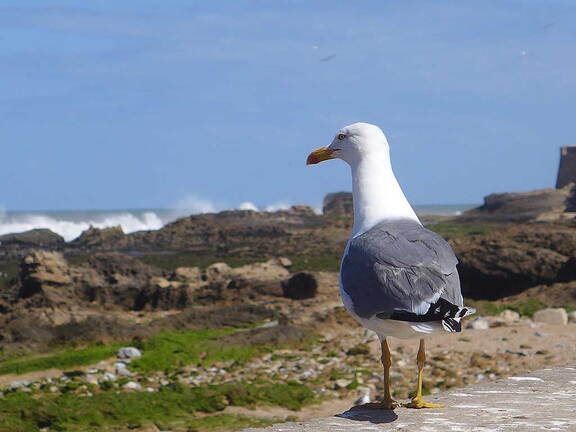 005_Tour nach Sidi Ifni