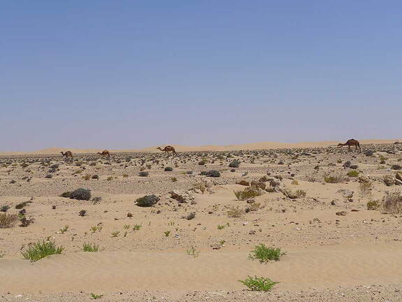 006_Tour nach Laayoune