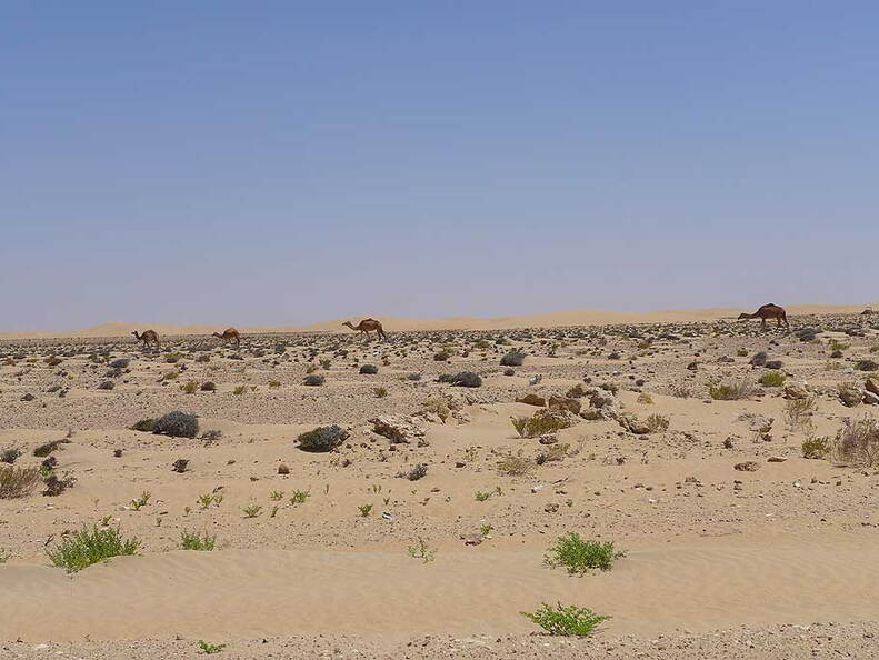 006_Tour nach Laayoune