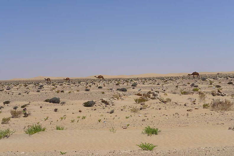 006_Tour nach Laayoune
      