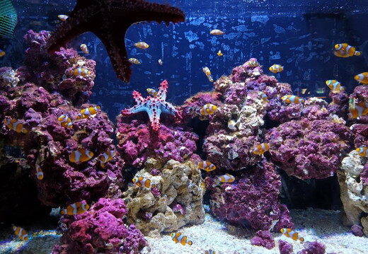 Aquarium Barcelona