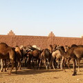 Kamelmarkt Guelmim