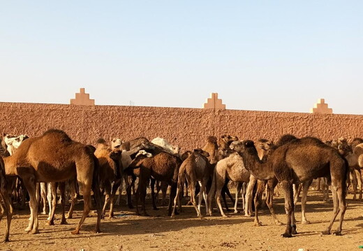 Kamelmarkt Guelmim