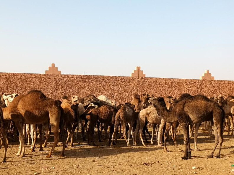 Kamelmarkt Guelmim