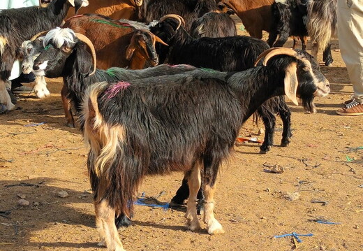 Maroc  2023 02 06-20230121 105935