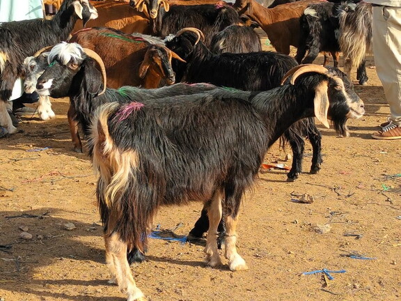 Maroc  2023 02 06-20230121 105935