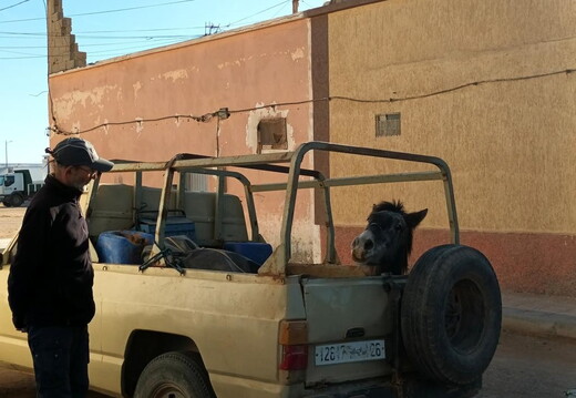 Maroc  2023 02 06-20230126 172448