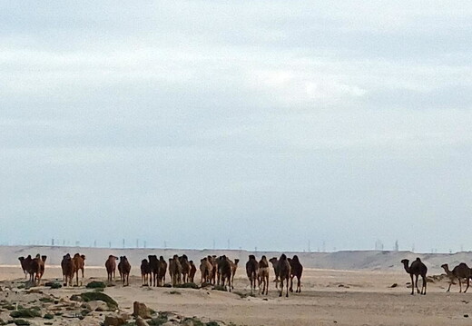 Maroc  2023 02 24-20230210 100533