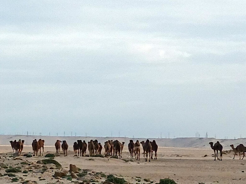 Maroc  2023 02 24-20230210 100533
      