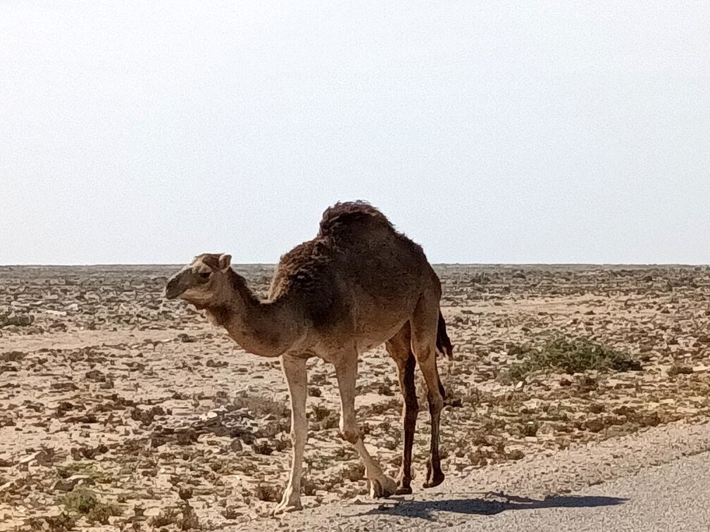 Maroc  2023 02 24-20230211 123222