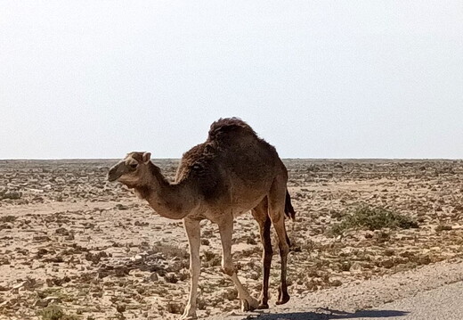 Maroc  2023 02 24-20230211 123222