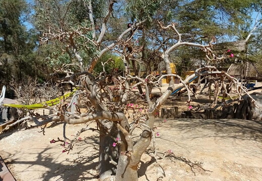 Maroc  2023 03 05-20230302 152951