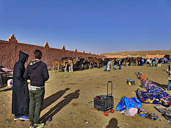 guelmim kamelmarkt