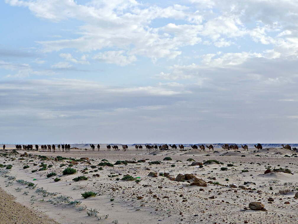 westsahara kamele