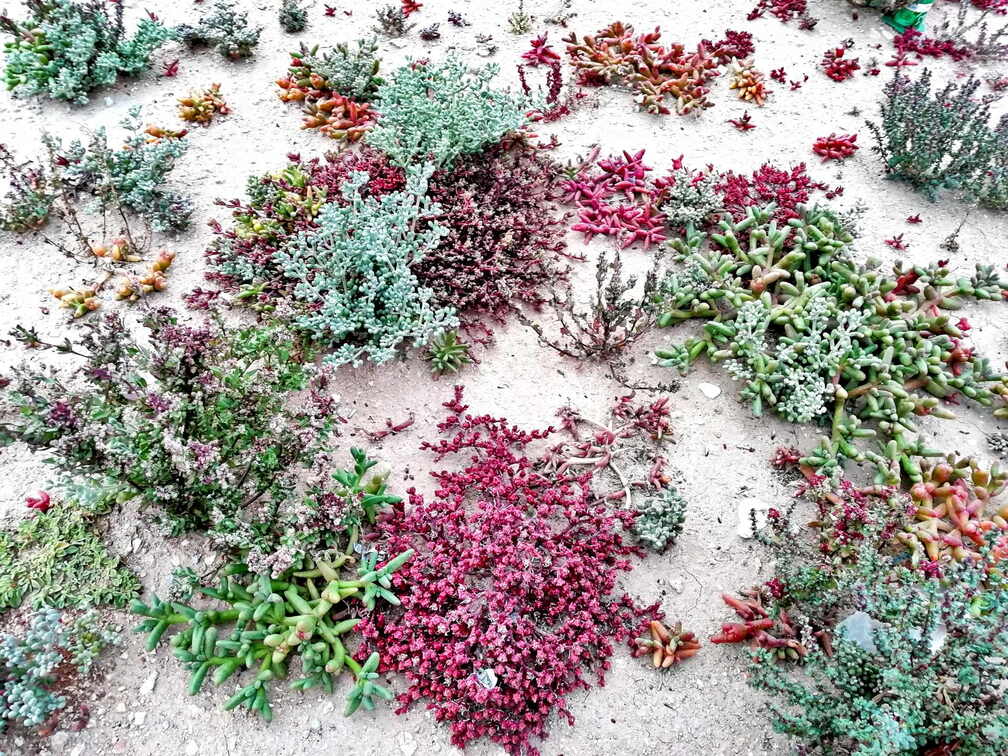 westsahara pflanzen wueste