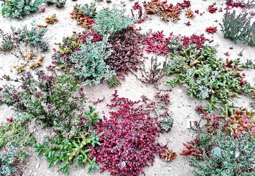 westsahara pflanzen wueste