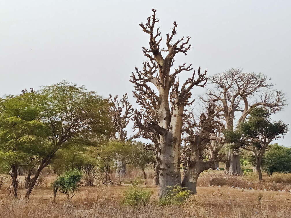 senegal baobab