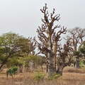 senegal baobab