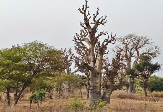 senegal baobab
