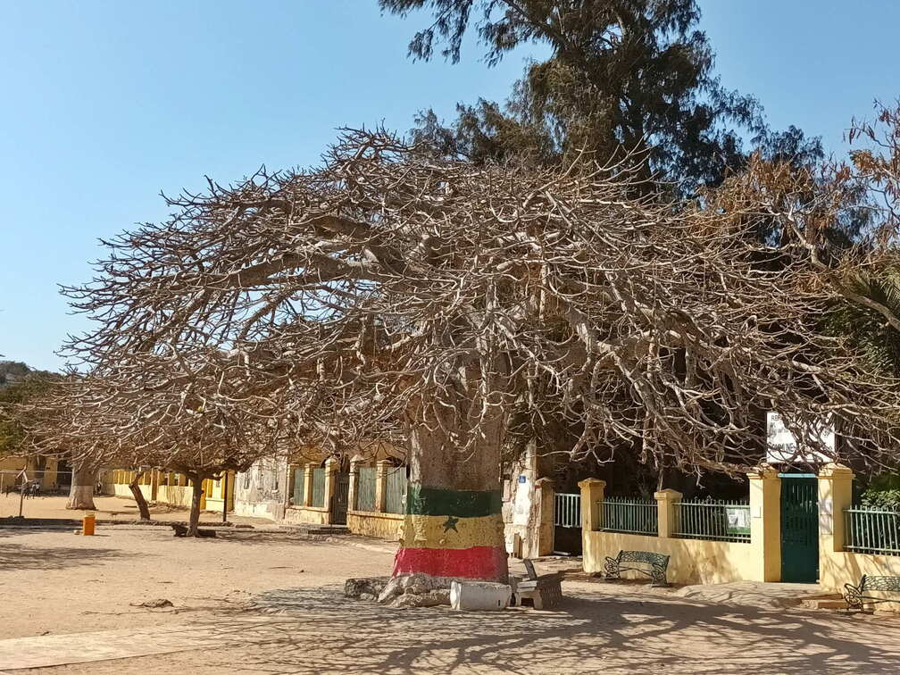 senegal goree baobab