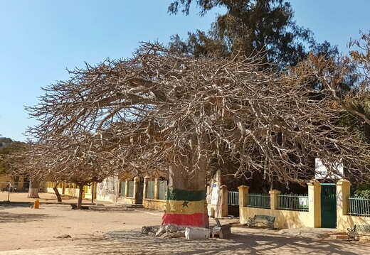 senegal goree baobab