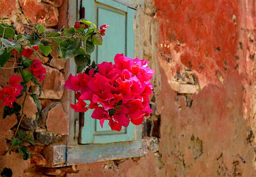 senegal goree bluete