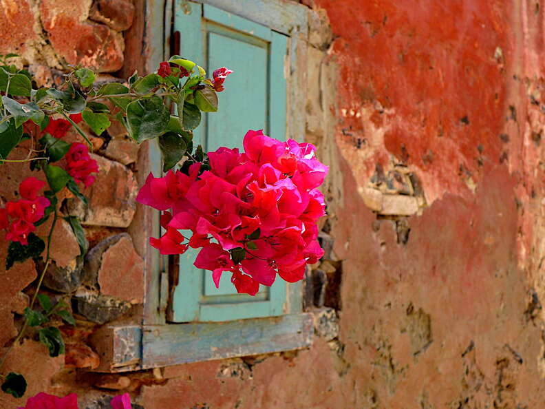 senegal goree bluete