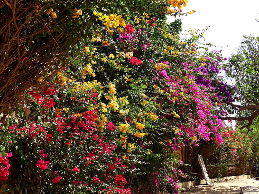 senegal goree blueten