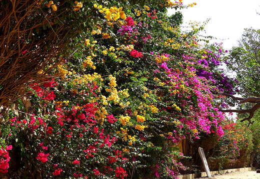 senegal goree blueten