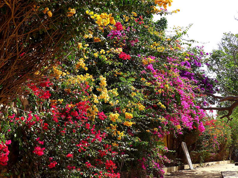 senegal goree blueten
      