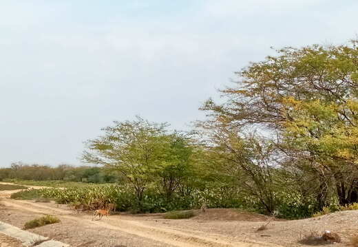 senegal langue de barbarie affen