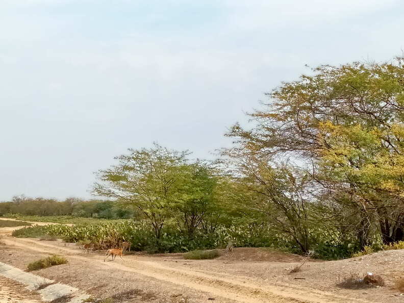 senegal langue de barbarie affen
      