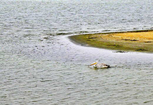 senegal langue de barbarie pelikan