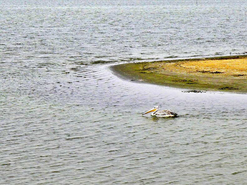 senegal langue de barbarie pelikan