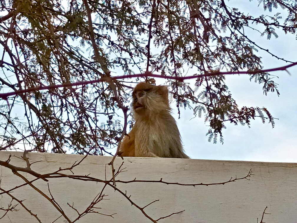 senegal tassinere affe