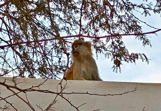 senegal tassinere affe