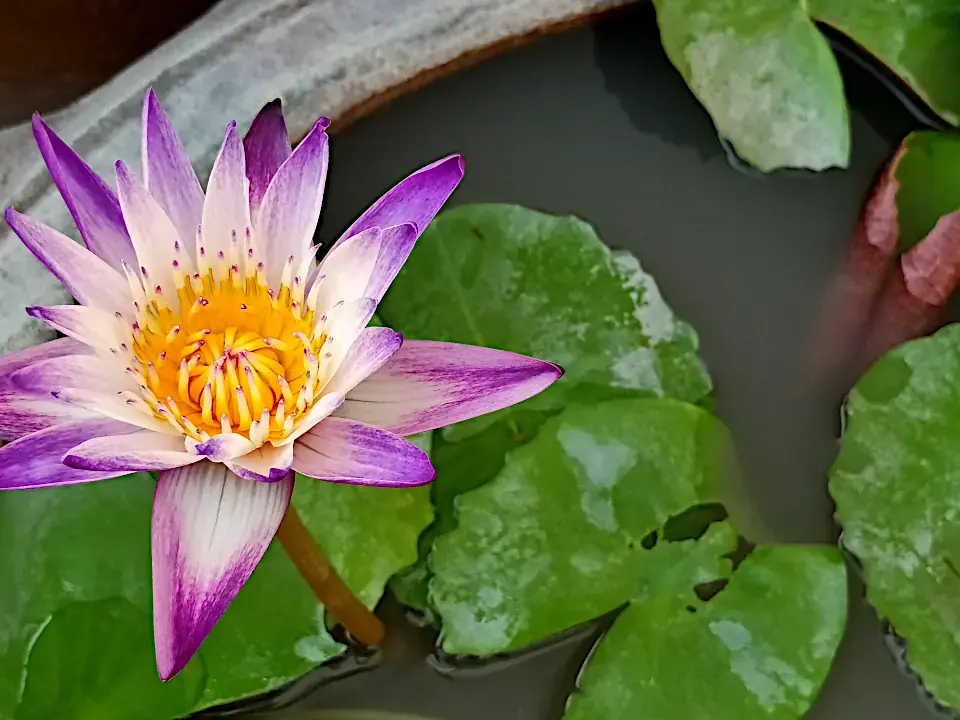 Thailand Bangkok Bluete Lotus