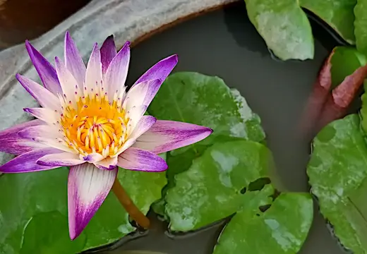 Thailand Bangkok Bluete Lotus