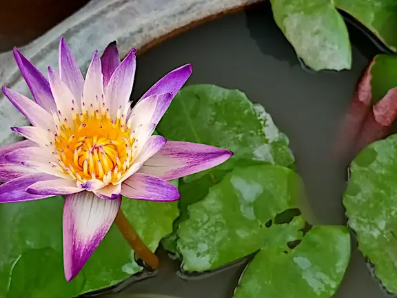 Thailand Bangkok Bluete Lotus