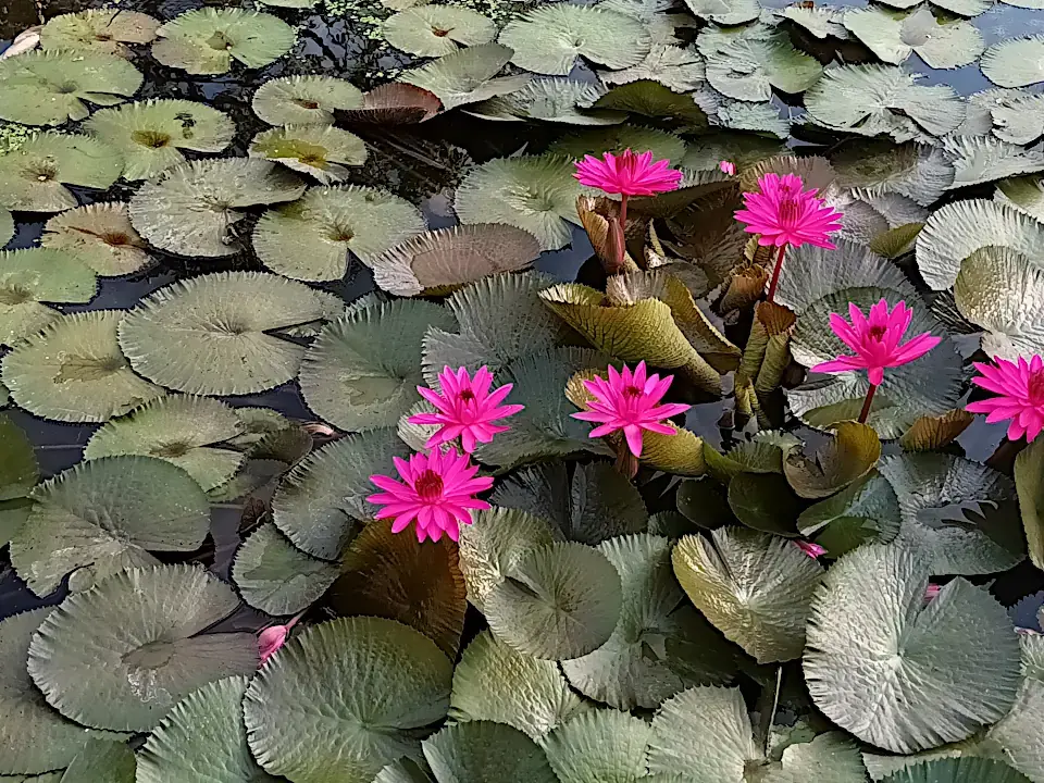 Thailand Ayutthaya Unterkunft Garten