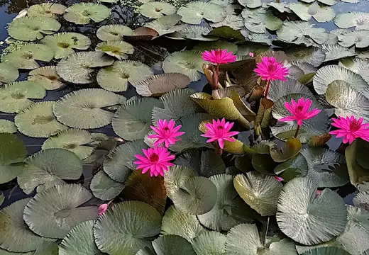 Thailand Ayutthaya Unterkunft Garten