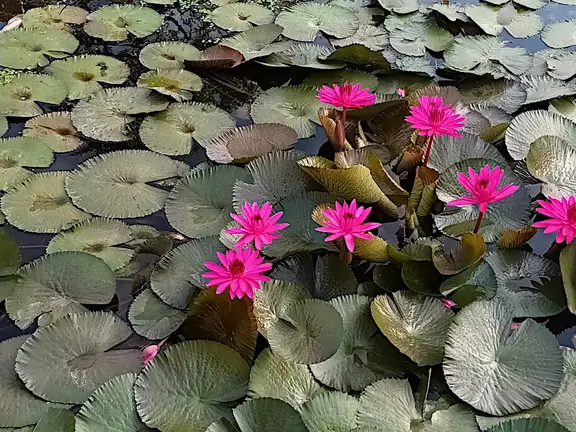 Thailand Ayutthaya Unterkunft Garten