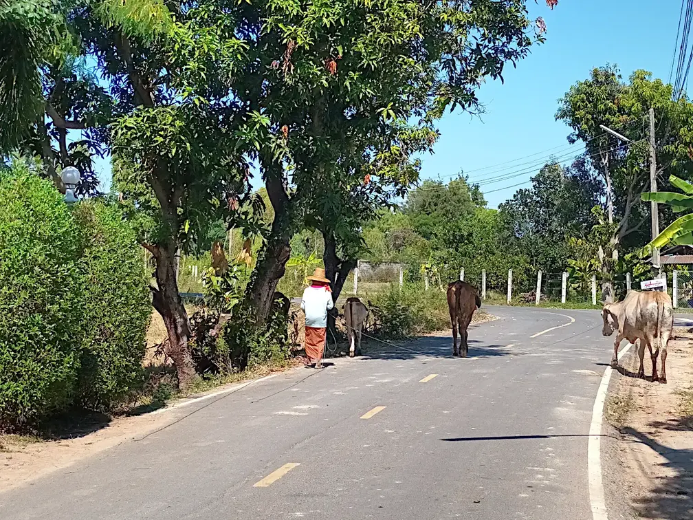 Thailand Isaan Hirte