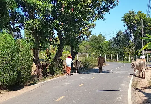 Thailand Isaan Hirte