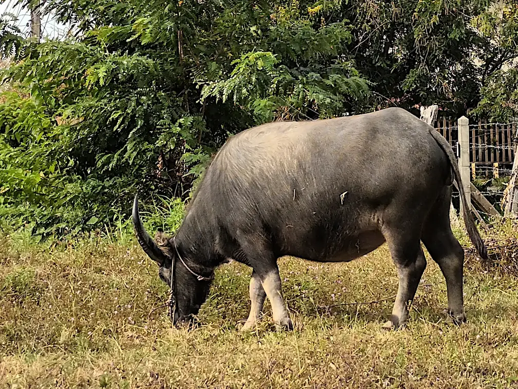 Thailand Isaan Wasserbueffel